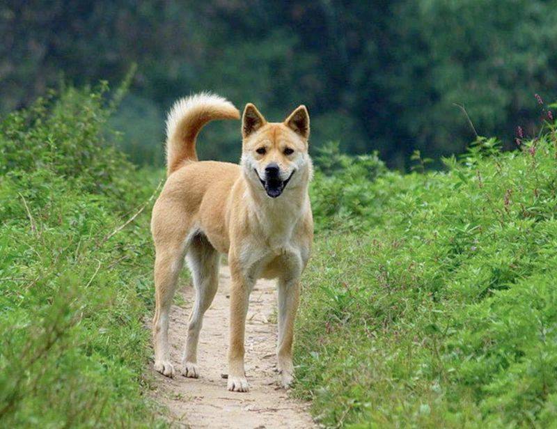 什么犬什么什么成语_成语故事图片(2)