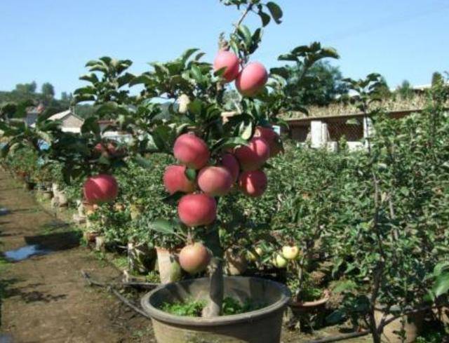 南方适合种什么水果树 88bde39484344c0ba5ecb45b4ed14cc0.jpeg