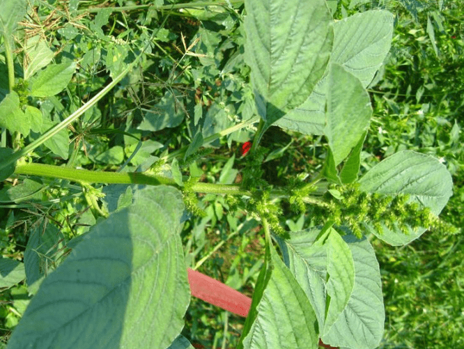 作为优质饲草,籽粒苋被称为蛋白草,营养价值比高粱和玉米还高