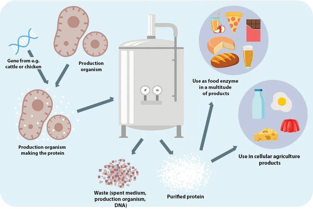 深度用发酵技术产蛋白人类未来有救了