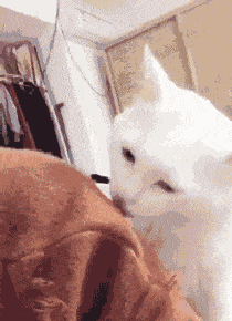 原创搞笑gif段子:妹子,长发及腰可以,你这都着地了就有点过分了吧