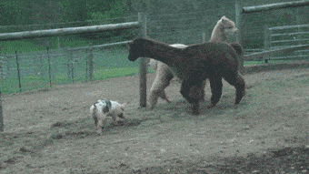 原创搞笑gif段子妹子小心甩出去的