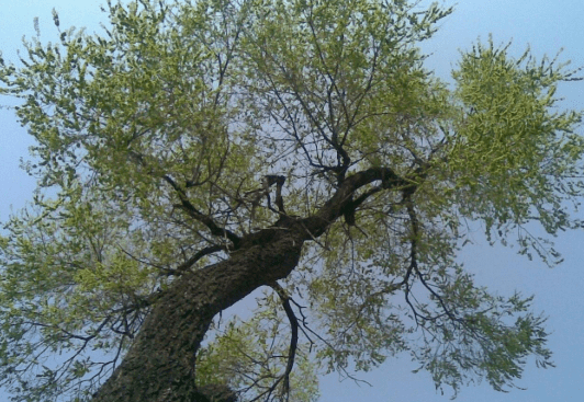 现在能种树吗北方 7a2030d2145c4f4c955c23a632605034.png