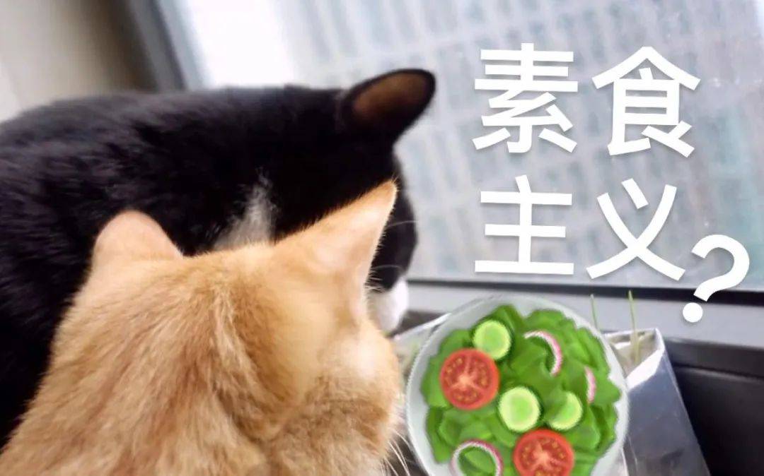 喵百科|主人吃素还想让猫跟着吃素?