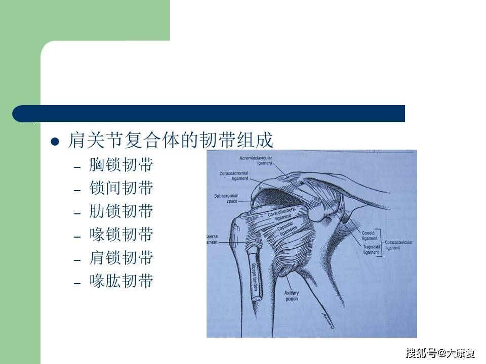 肩关节复合体的生物力特点