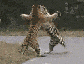 gif-搞笑段子: 本想给她一个大大的拥抱 没想到会出现