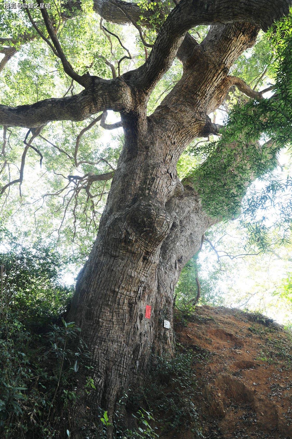 江西樟树市17年gdp是多少_樟树,丰城,高安2017年经济数据出炉,力压江西四个地级市