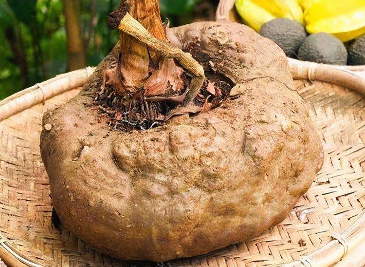 什么时间种植魔芋 c52c5f1e91474144aa546fdae600fc53.jpeg