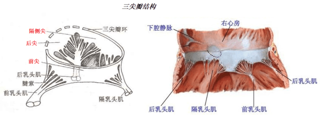 瓣膜由瓣环,瓣叶,腱索和乳头肌等几部分组成,瓣环是位于心房和心室间