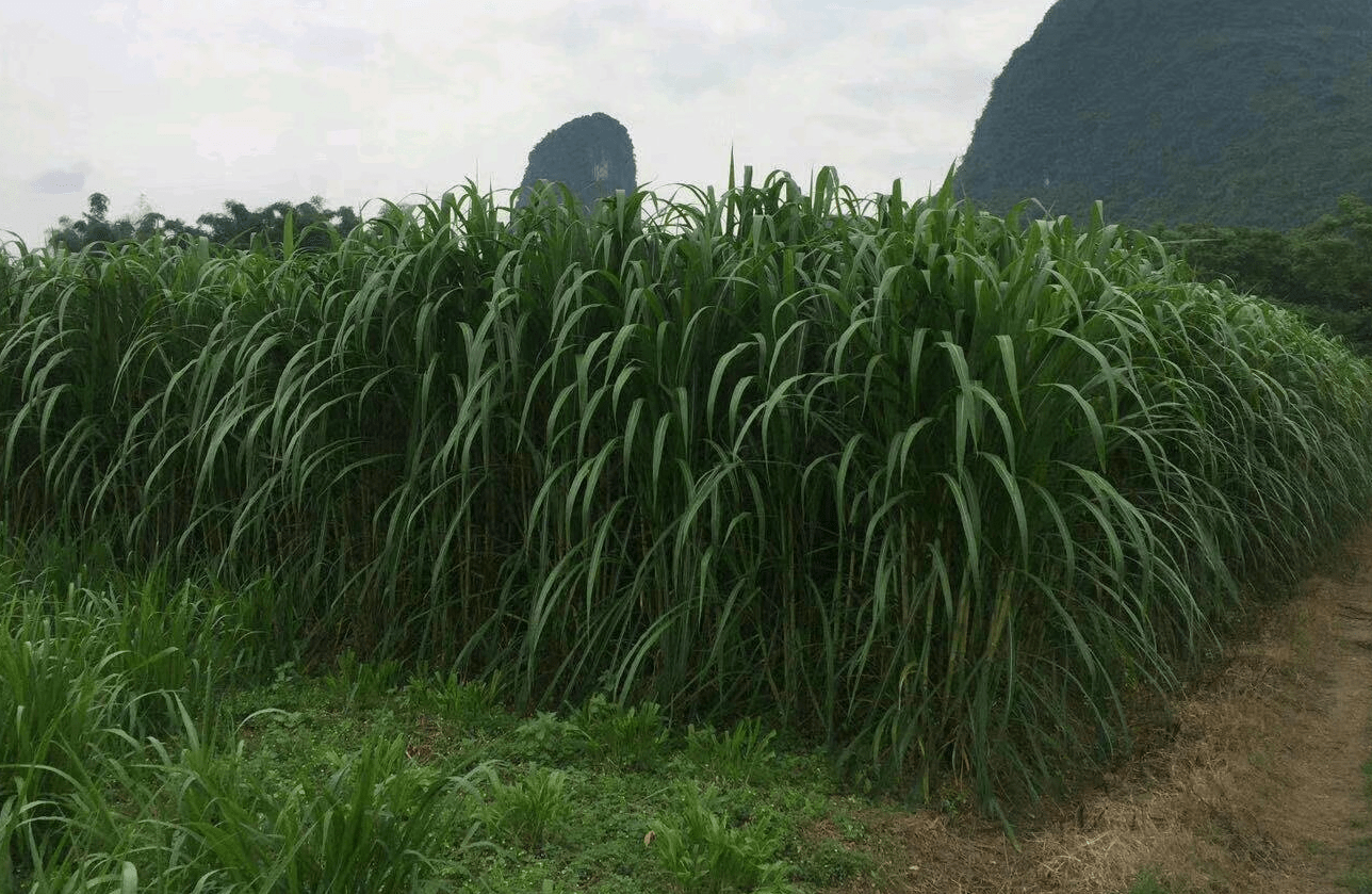 南方养牛哪些牧草品种好给大家推荐几款比较好种的牧草