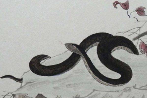 蛇属相2021年运程 1520f8c70b584d2cb792b7b7c2f02c20.jpeg