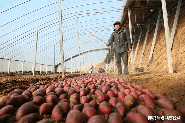 什么土壤适合种植红薯 94f0ef90cc484246ba9a9c671a05ff8d.png