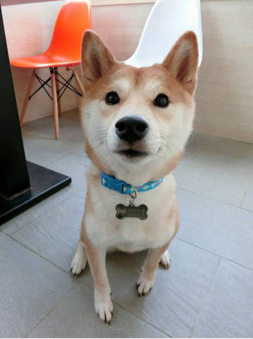 主人上班將柴犬鎖籠子裡，回來後柴犬還來開門，主人心都碎了 萌趣萌寵 第2张