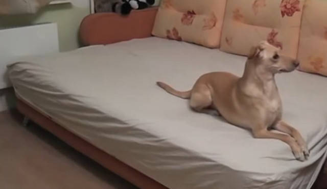 狗狗趁主人不在家，沙发上乐开了花，主人发现后尴尬了！