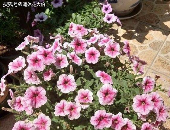 牵牛花怎么搭盆_牵牛花怎么画简笔画(3)