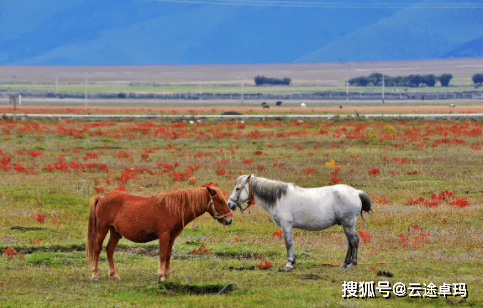 啥时候放羊最好 beea8444ad09467b88cdd043435a9e2e.png