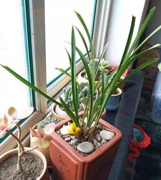 盆栽花卉怎么养才能开花多 dac284dc474542f49b1cc8aa0a66a9ef.jpeg