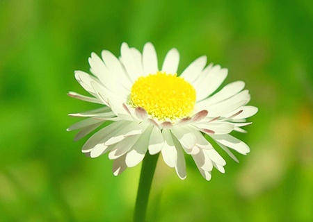 2020年十二生肖运势_生肖运势12月29日十二生肖运势解析(2)