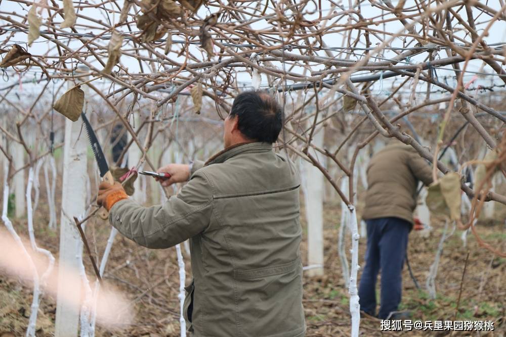 武功猕猴桃兵垦果园基地是如何进行正确冬季修剪法则