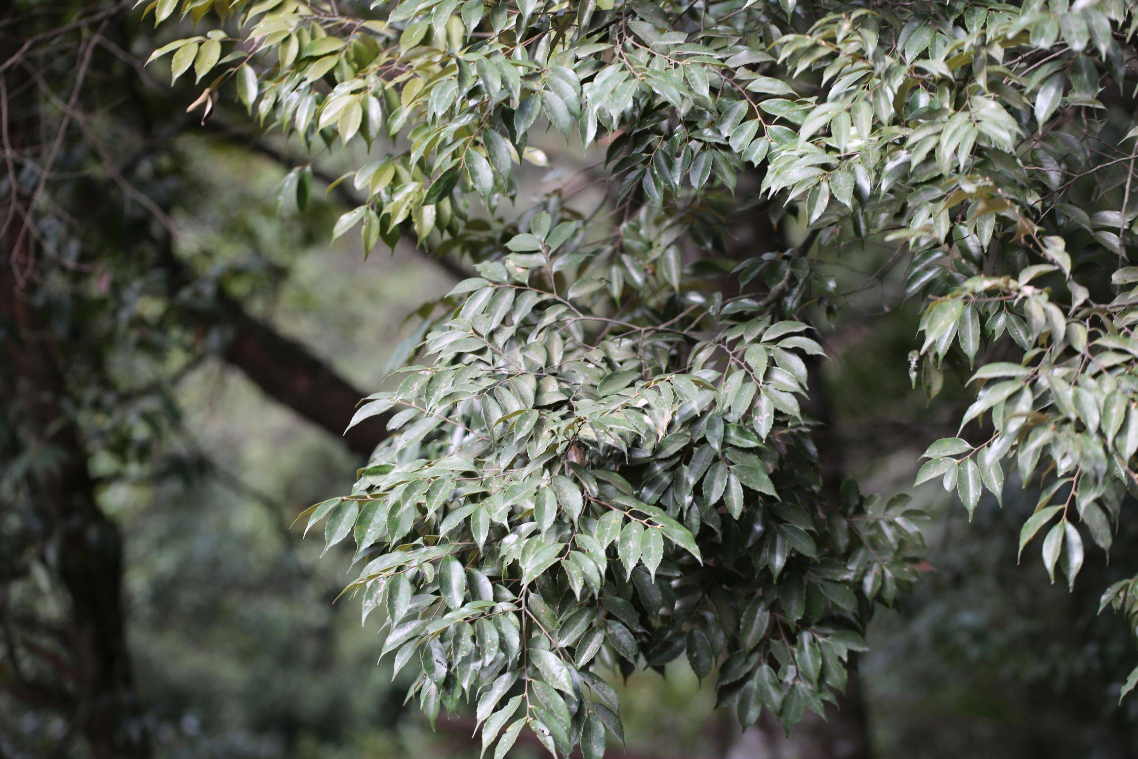 庆元植物1361-壳斗科-锥属-米槠