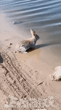 原创搞笑gif段子12古人云人在屋檐下哪有不低头的