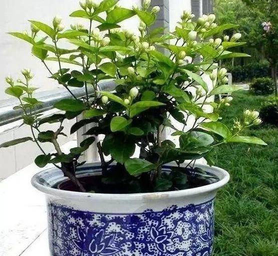 盆栽花推荐4月 c4e26b88527c4c95abdbea90a1617e0d.jpeg