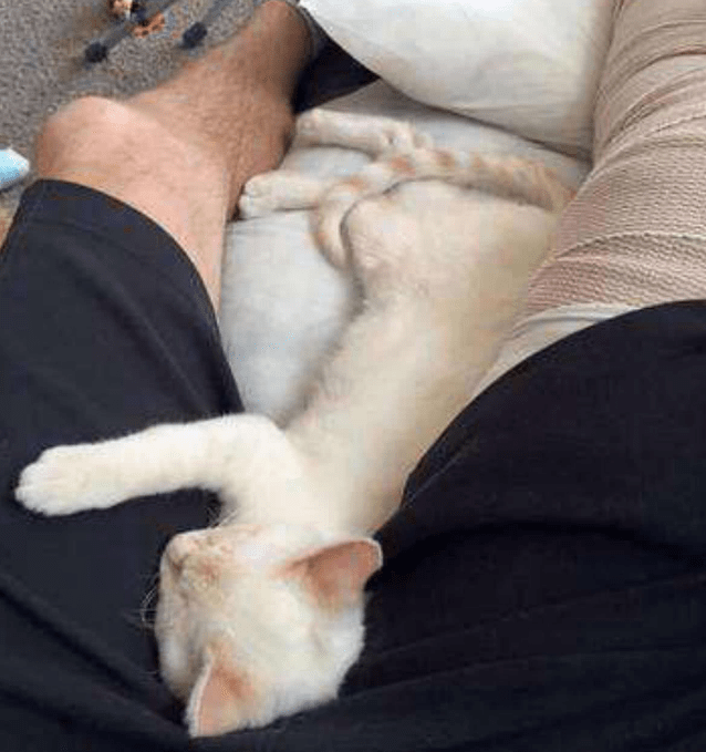 原创男子腿打石膏躺在家中,猫咪看后陪在身边,寸步不离