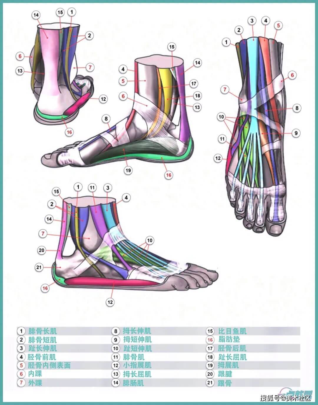 人艺美术速写教程:脚的肌肉与骨骼