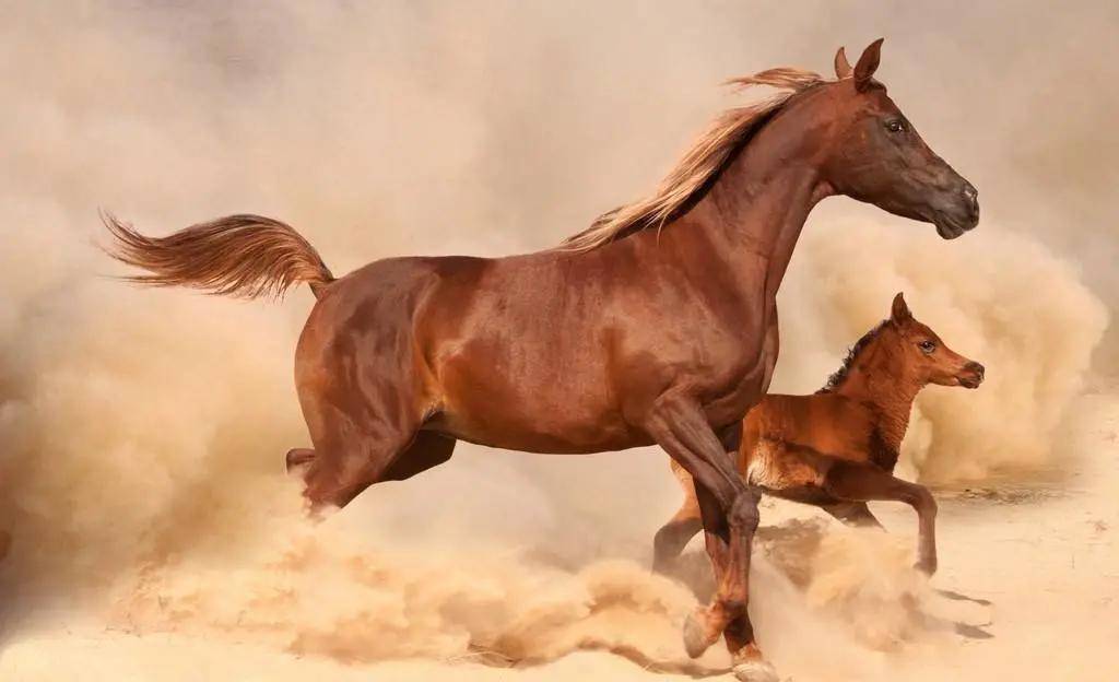 马匹租赁 | 来新疆就一定要体验骑乘的快乐,或者租匹马儿带回家!