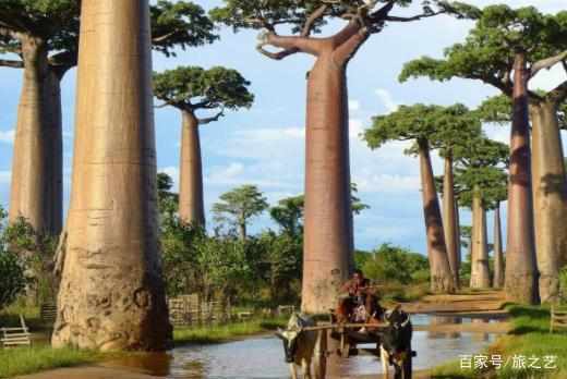 非洲最神奇的树，结超级水果可存2吨水，当地人称之为“生命树”