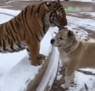 原创gif搞笑趣图:姑娘,穿这样的裙子适合摇车,不适合开车