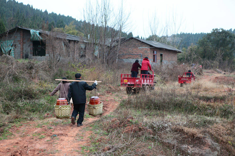 商南县赵川镇店坊河村曹海艳,勤劳致富带领村民把小瓜蒌种成了大产业.