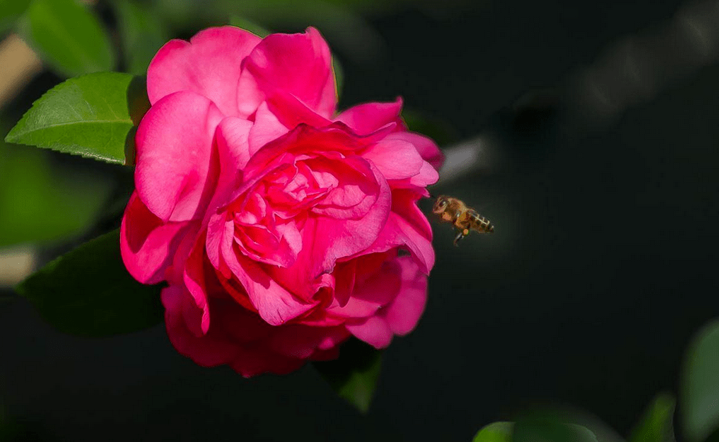 怎么养花才能养得好玫瑰 19851a5fa12c4fa695bcb305db11ec05.png