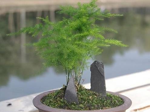 盆栽土壤板结浇什么样的水缓解 1e27202b5c1441f19c3214487806058d.jpeg