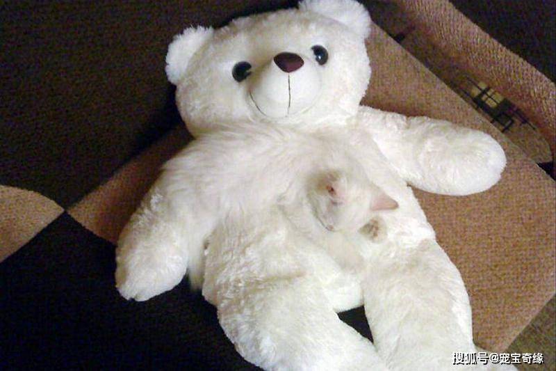 宠物食品货真价实 296274f77ecf47698d7cdb0282b1b6d3.jpeg