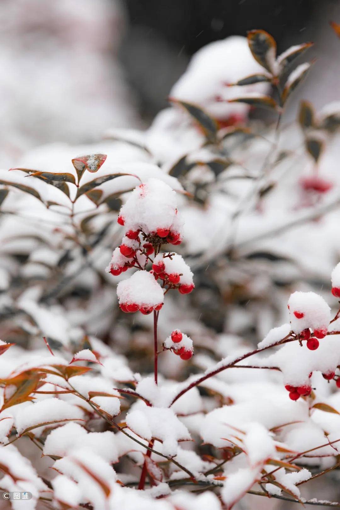 瑞雪兆丰年2020年最后一场雪惊艳亮相临沂最美的雪就在鲁南制药