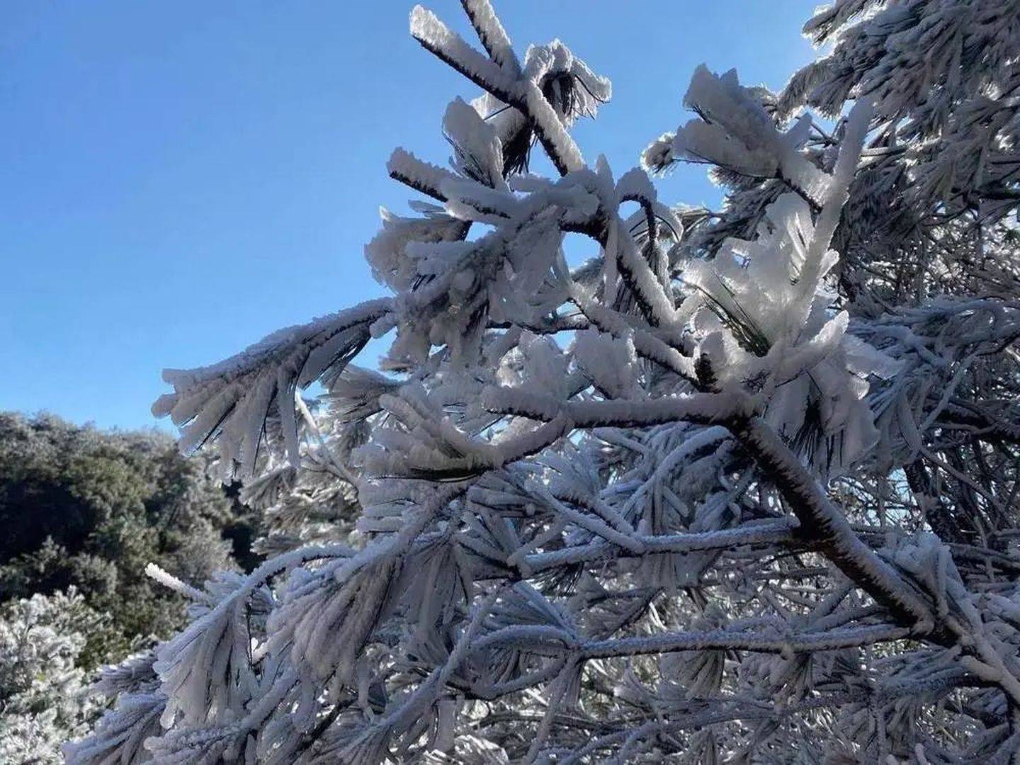 玉树琼枝:石牛山雾凇美景扮靓景区