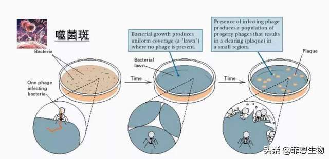 「技术分享」该死的实验室噬菌体!怎么防治?