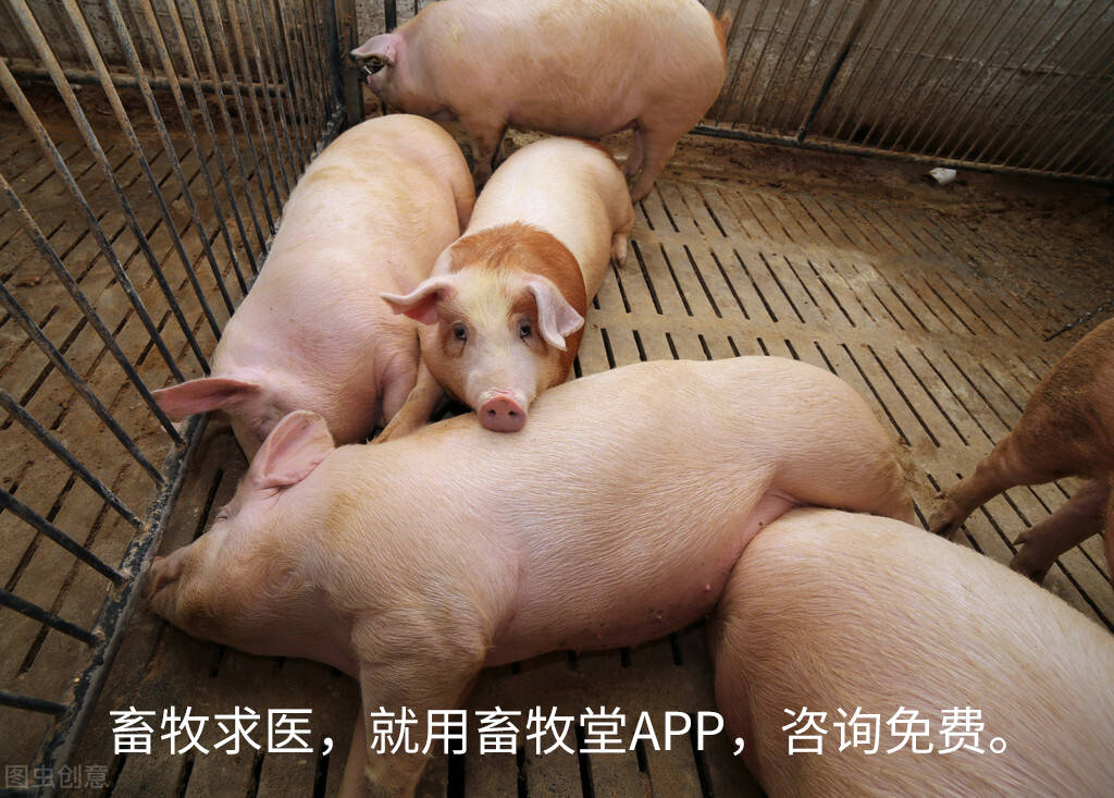 今日生猪最新价格东北 079fe4c5721544bfa2dc20798bd37067.jpeg