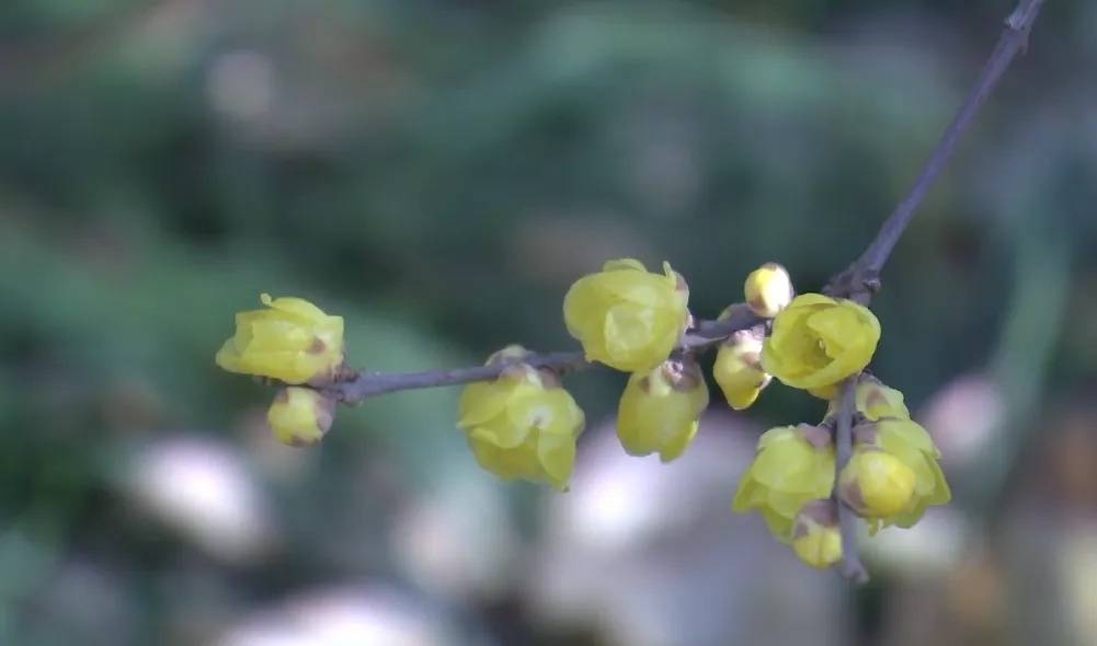 顾村公园蜡梅已进入盛花期,元旦约起