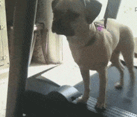 女汉子俱乐部~gif搞笑趣图:哥们,你怎么把人家的东西都吃了呢?