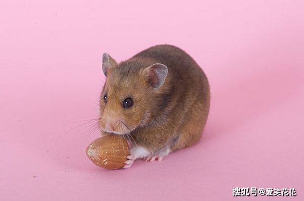 鼠是哪一年的生肖 a241b75ab0454b1d8ca9495d4dcad466.jpeg