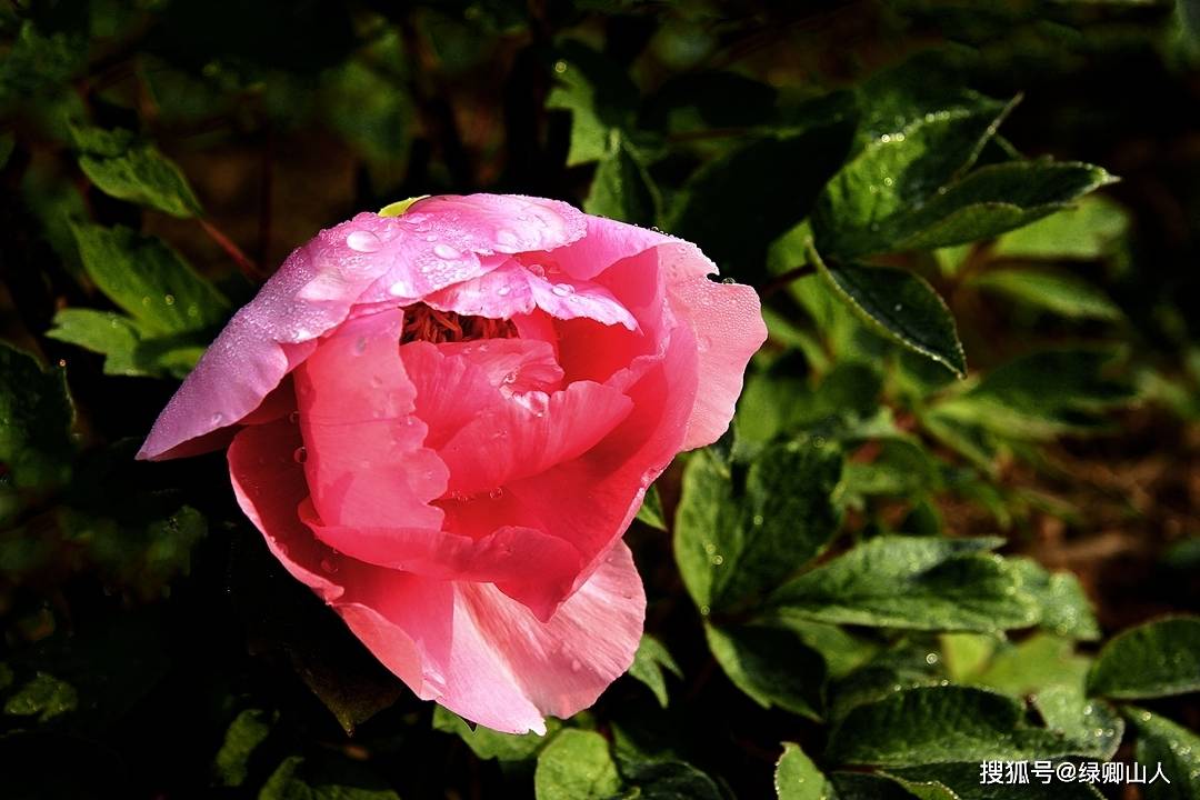 看遍花无胜此花,剪云披雪蘸丹砂——牡丹花