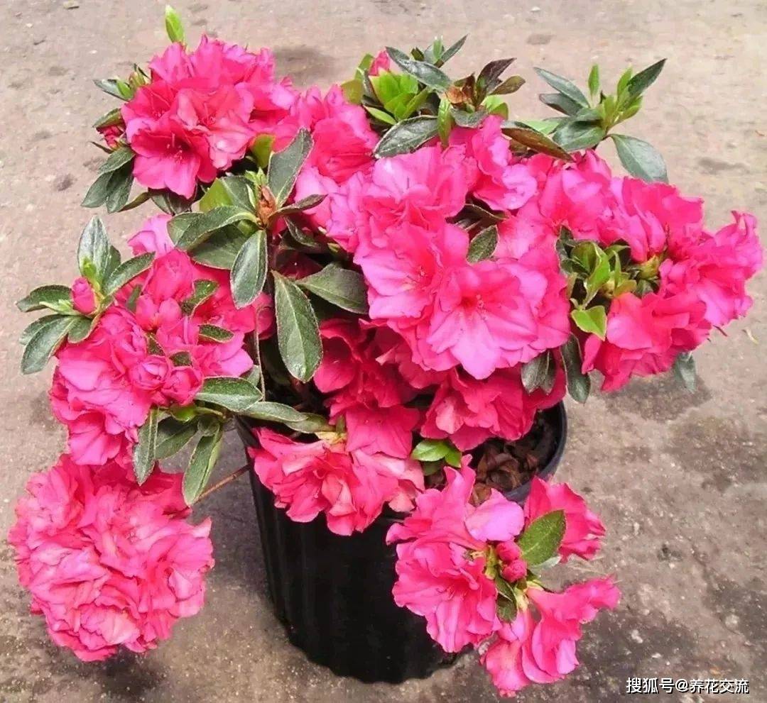 如何养好杜鹃花盆栽 4214359731c8416089454acb7cc5eb5c.jpeg