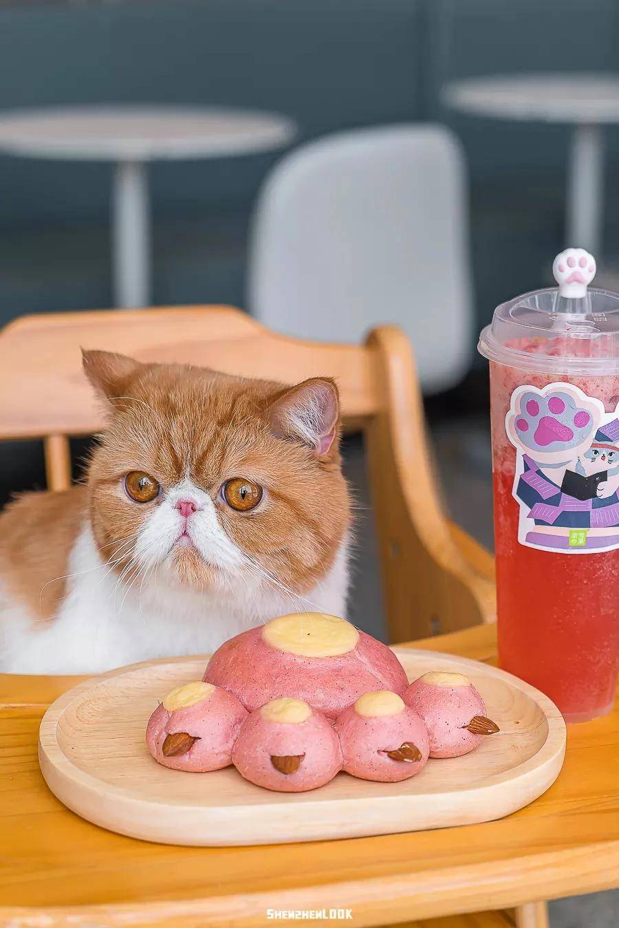 猫爱吃的零食囤货攻略 086ab86b0f7644f7bb53492c39522526.jpeg