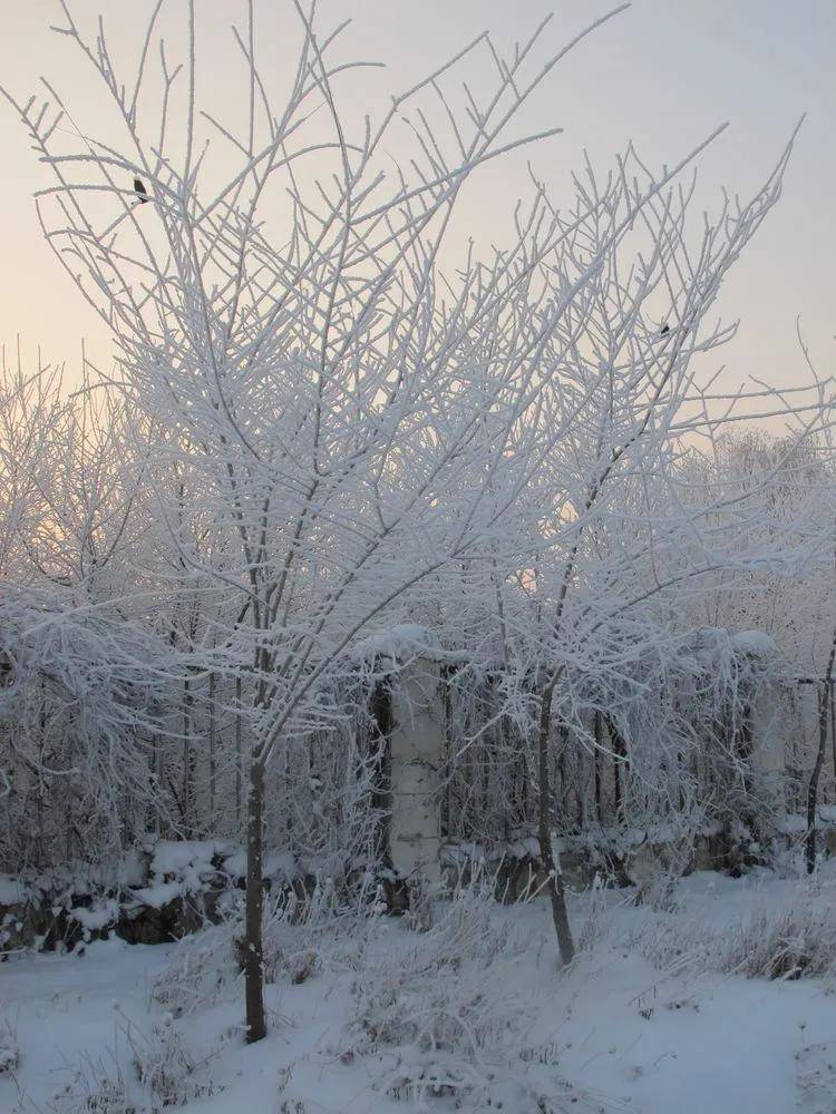 冬季到伊宁看雪树