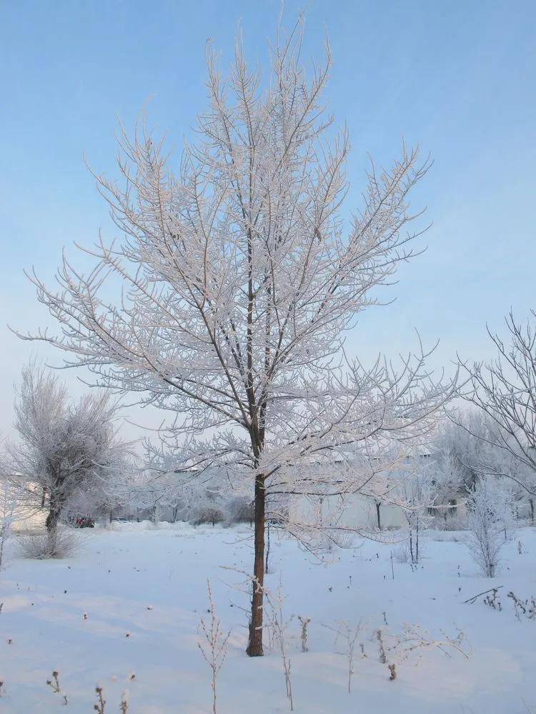 冬季到伊宁看雪树