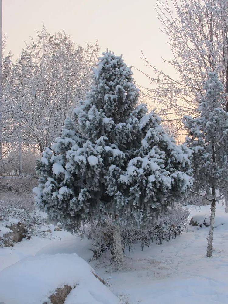 冬季到伊宁看雪树