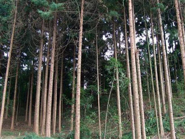 黎平县城有多少人口_贵州的一个小县城走红,坐拥4个世界之最,还曾是春晚的分