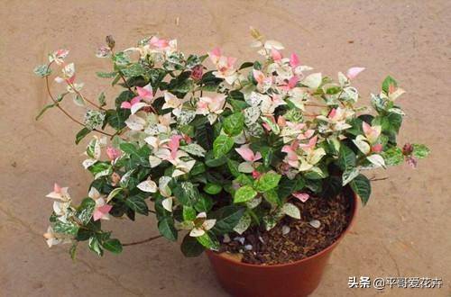 家里摆这"4种花",叶子比花都漂亮,真